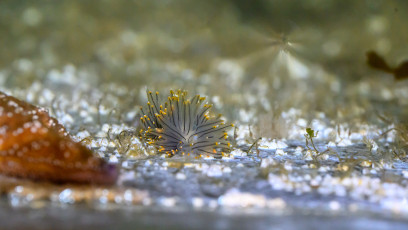 Nudibranch