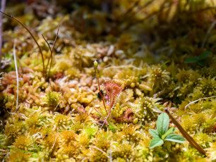 Sundew