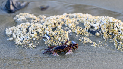 Crab