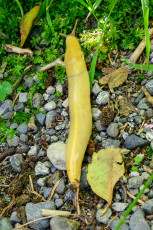 Banana Slug