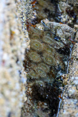 Tidepool Anemones