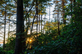 Sunset Through the Trees