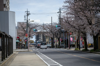 Cherry Blossoms in Nagoya
