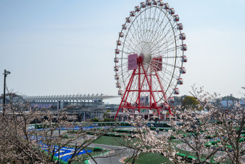 Suzuka Ferris Wheel with Cherry Blossoms
