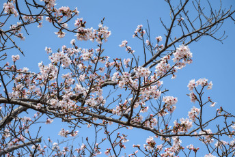 Cherry Blossoms