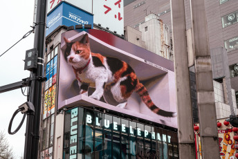 3D Cat, Shibuya City, Tokyo