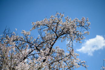 Cherry Blossoms