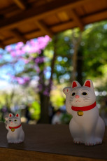 Manekineko at Gotoku-ji Temple