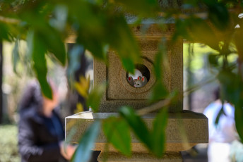 Manekineko at Gotoku-ji Temple